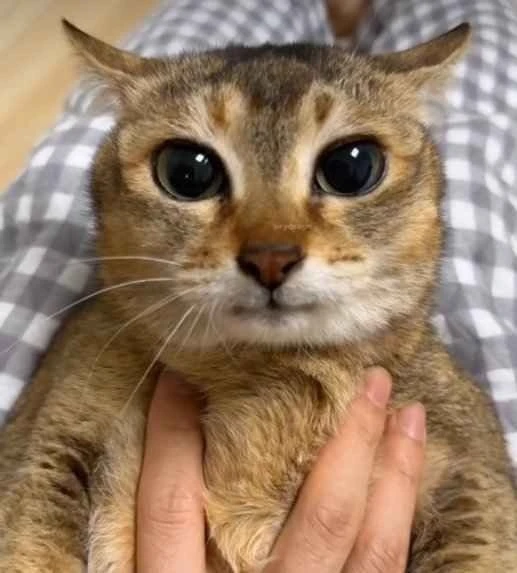 Ну что, не ждали? А котики все видят😼