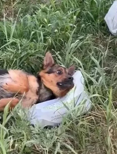 🙏В Бураново спасли истощенных собак из коровника
