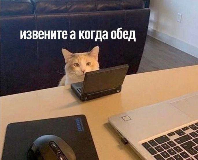 Пушистые коллеги