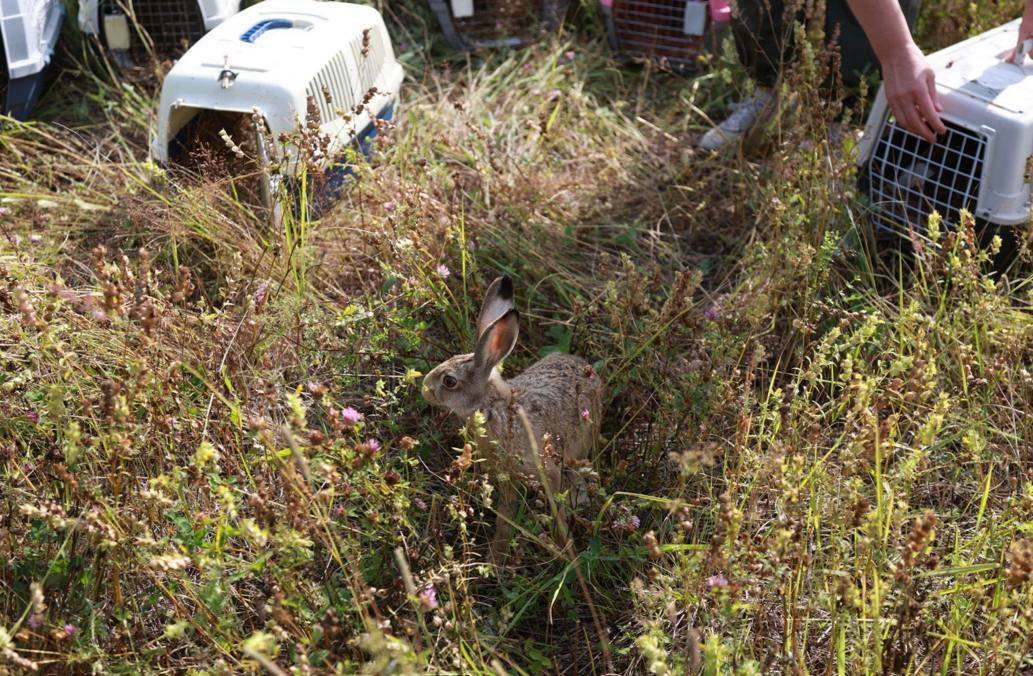 🐰30 зайчат-русаков выпустили в «Лосином Острове».