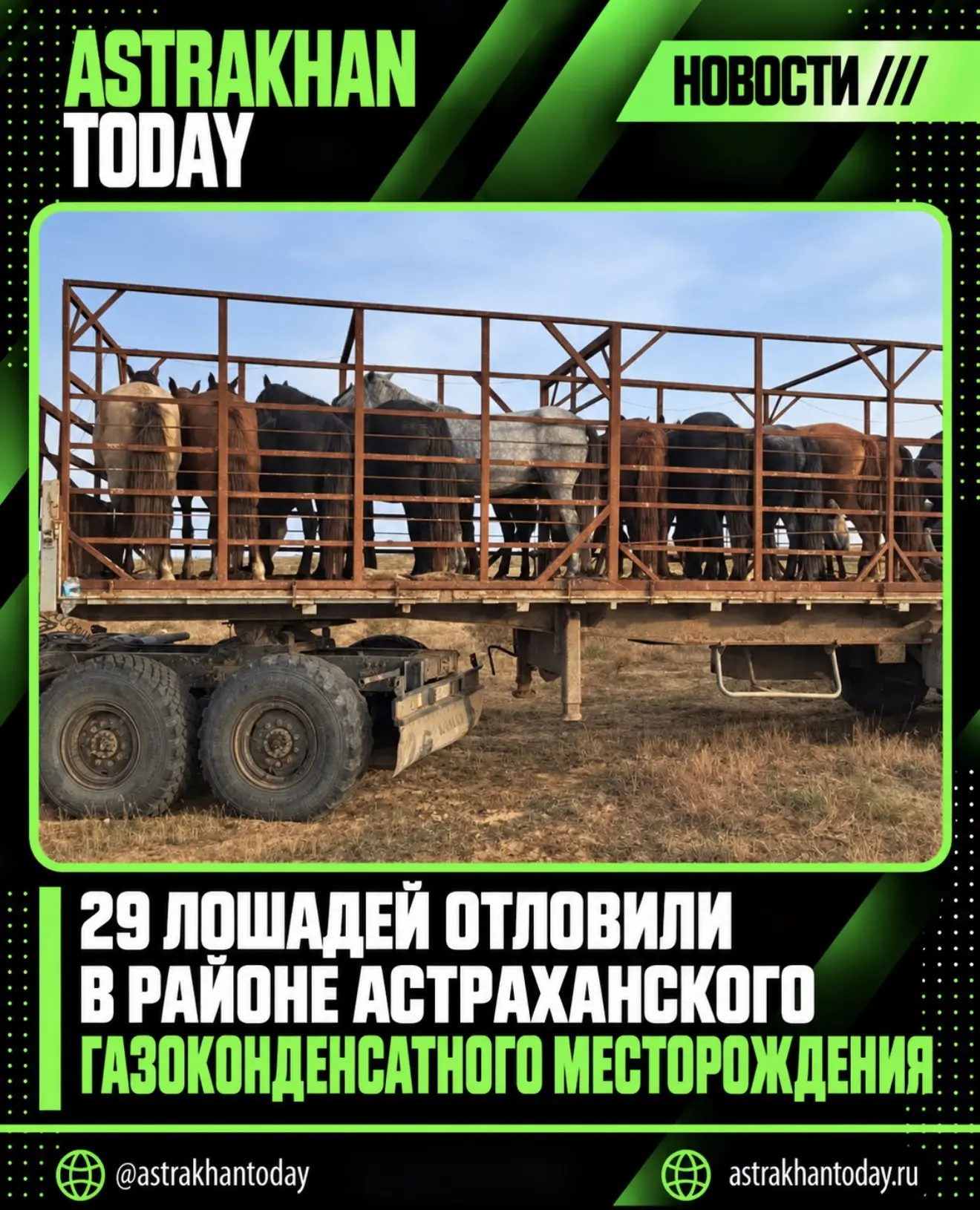 29 лошадей отловили в районе Астраханского газоконденсатного месторождения
