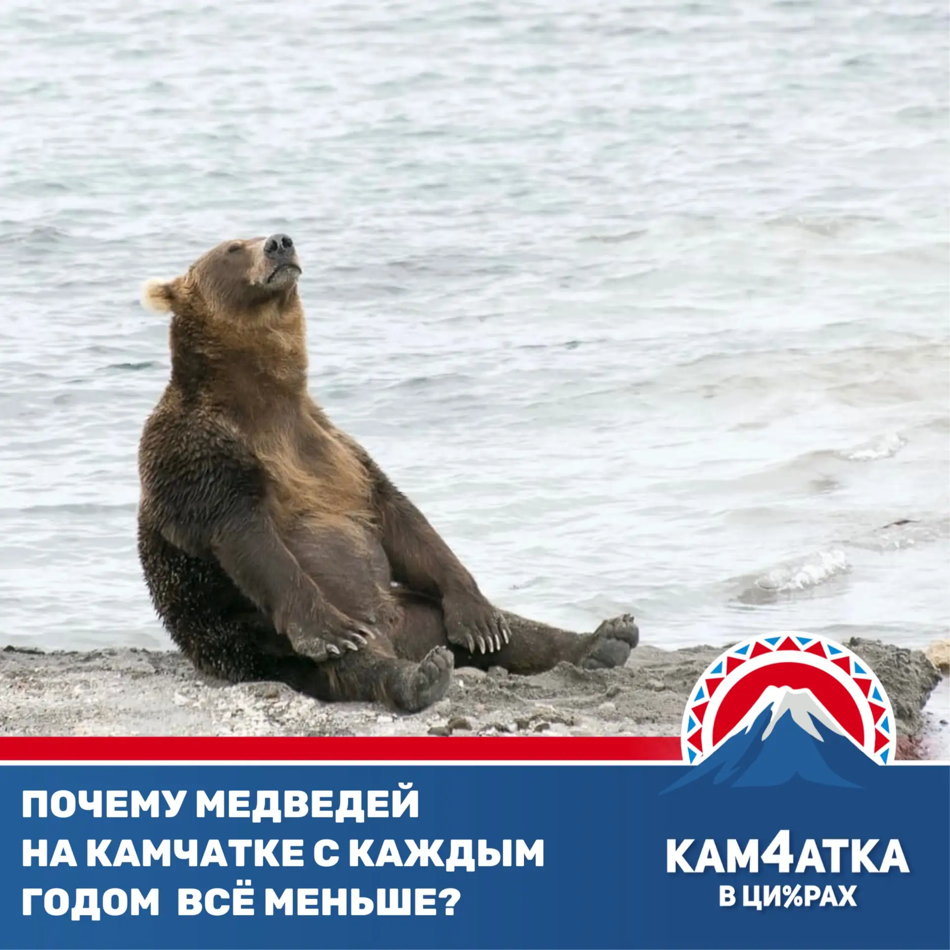 Численность бурых медведей на Камчатке могла сократиться на 20%