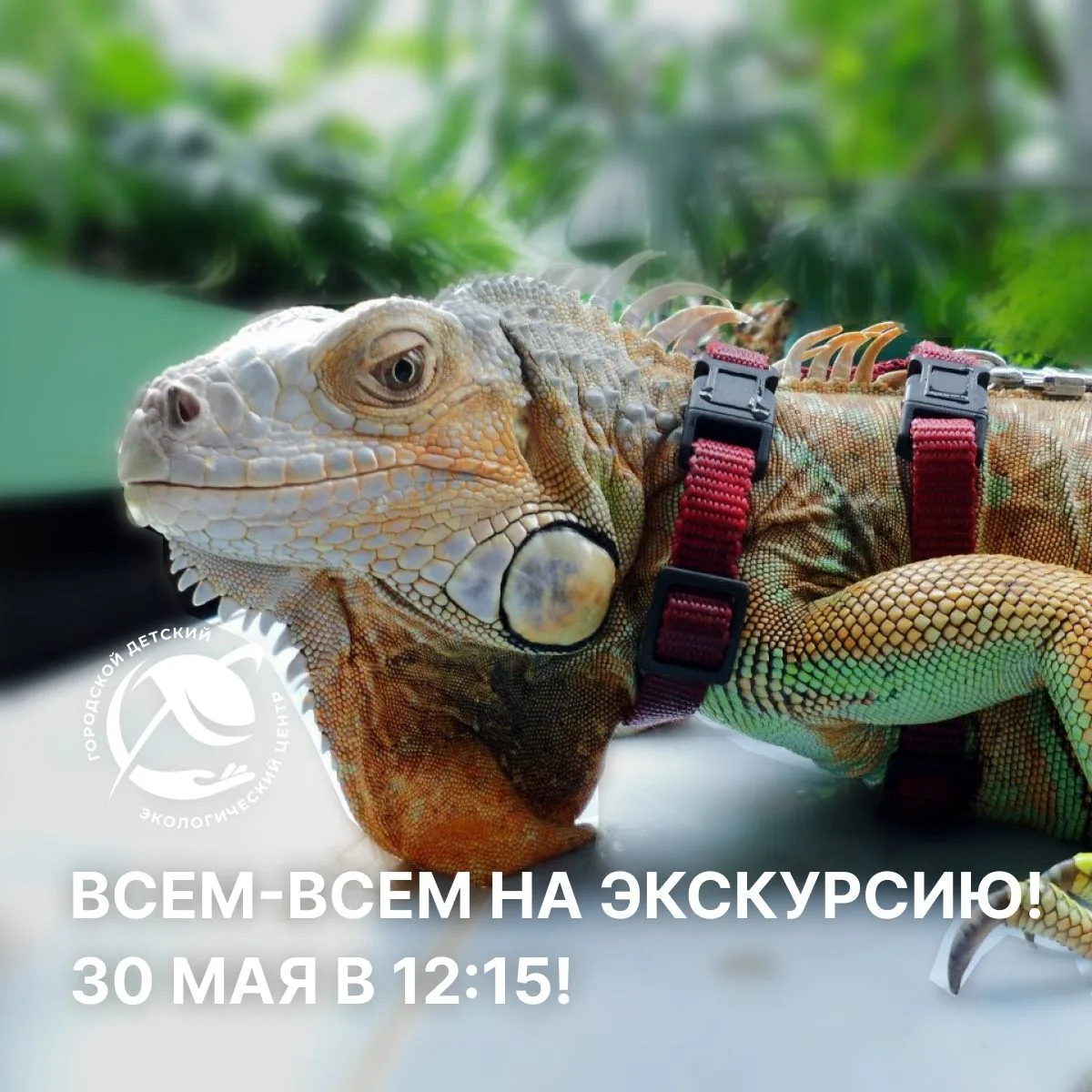 🌿 Откройте для себя удивительный мир природы с нами!