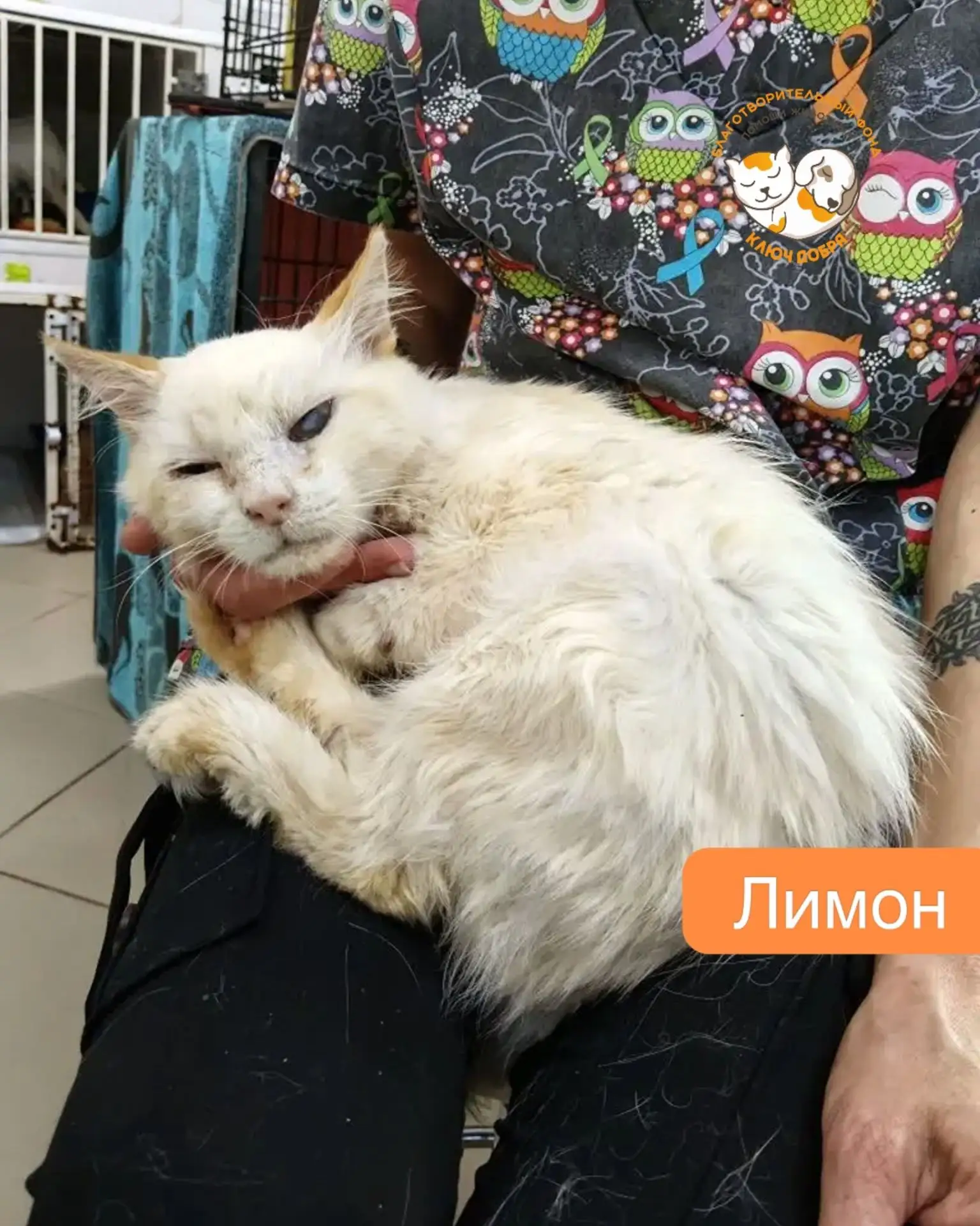 Без этого препарата наши подопечные просто не выживут. В наших с вами силах им помочь. 

Речь идет о