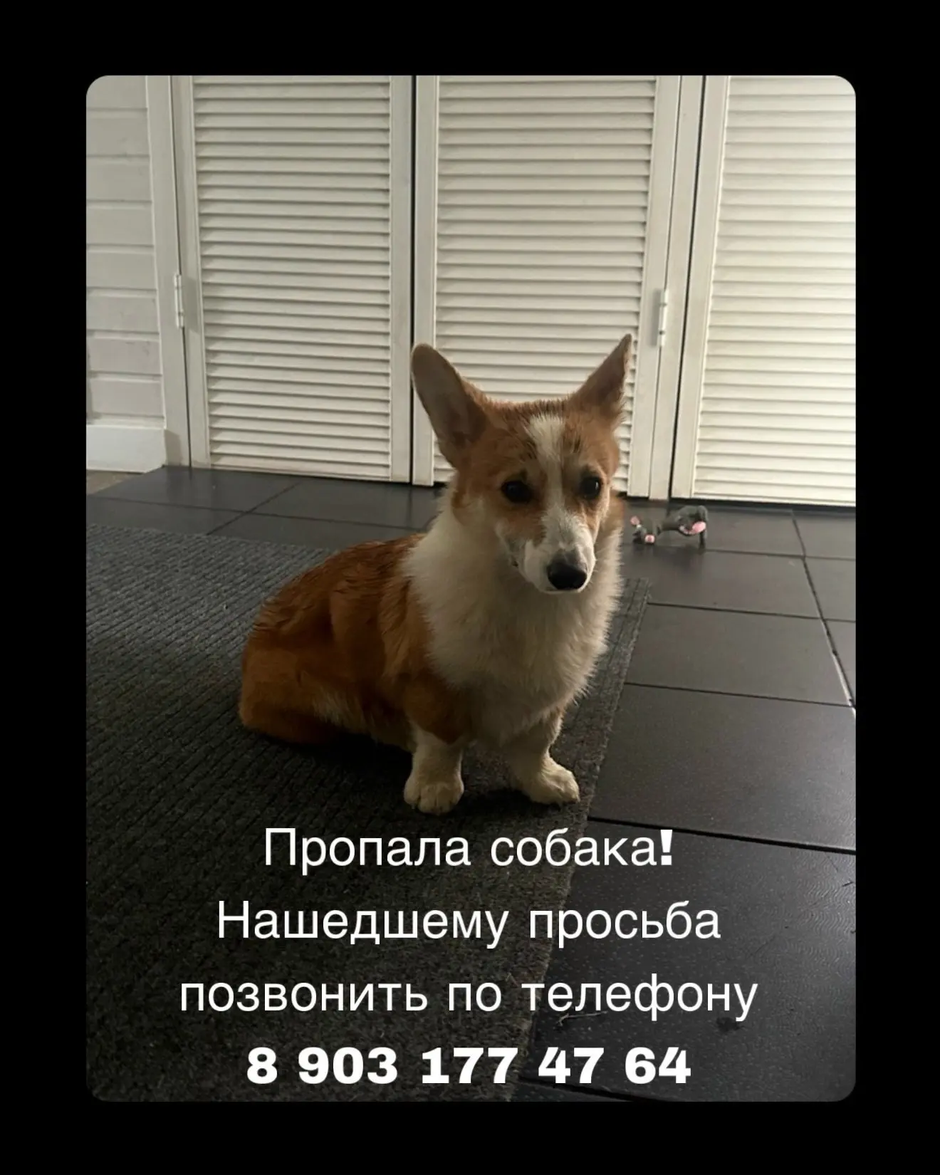 ПРОПАЛА  собака корги.