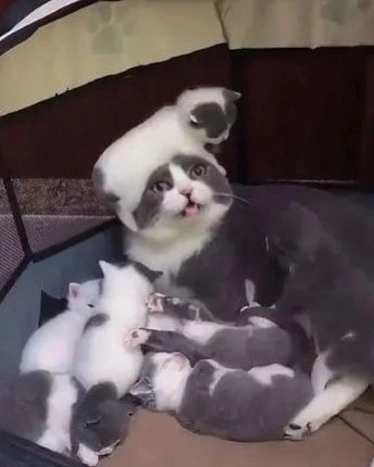 Рожaй котят - говoрили они. 
Котятa - цветы жизни - говорили они.
😀🐈👍