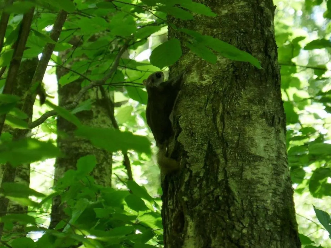 🐿️ В подольском лесу заметили редкую белку-летягу.