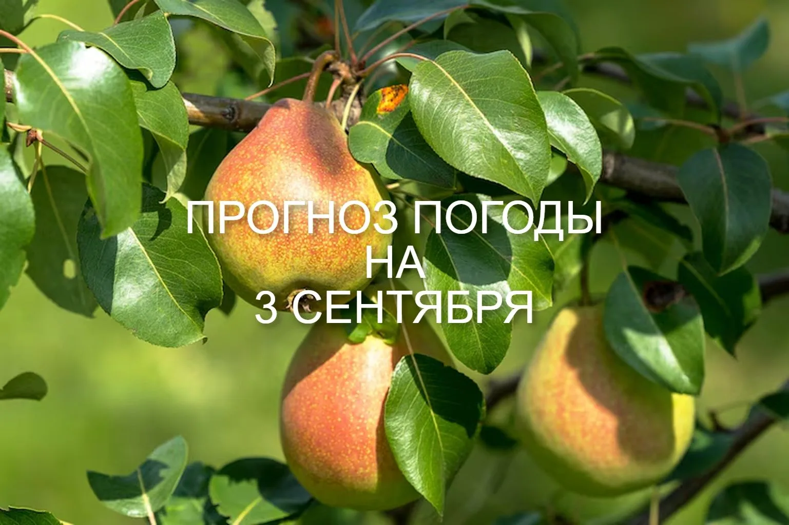 03 сентября: переменная облачность, ночью преимущественно без осадков, днем местами кра...
