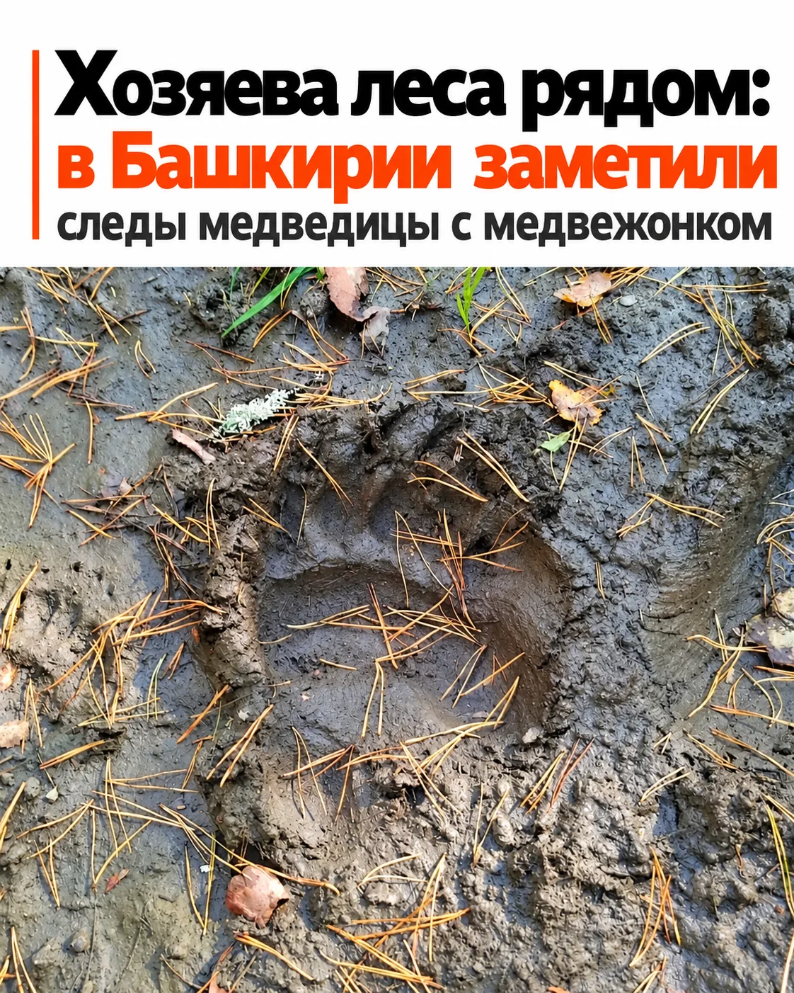 Мама-медведица с медвежонком прошла совсем рядом