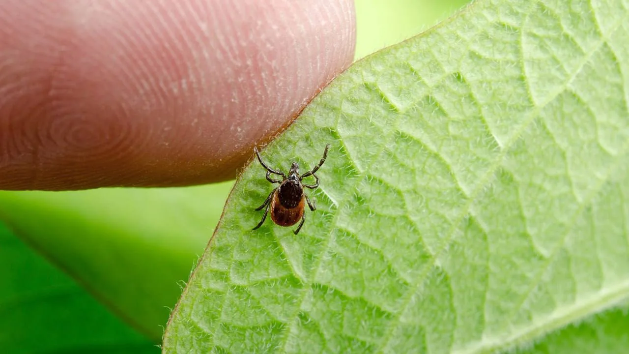 🕷️В России предложили создать карту укусов клещей на Госуслугах.  Речь идёт об интерактивной статист