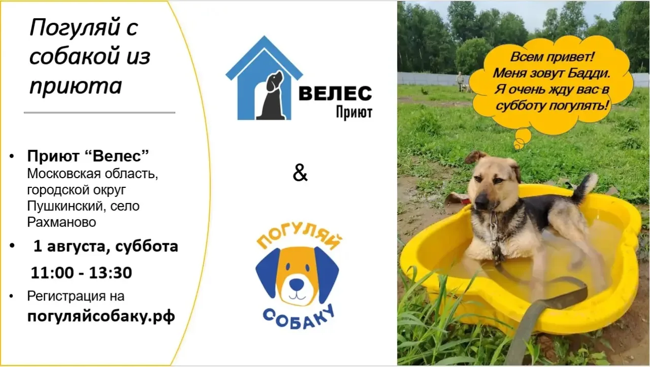 Приют «Велес» приглашает всех жалеющих в гости на прогулку с собаками совместно с командой #ПогуляйС