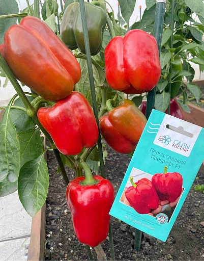 🌶 4 сладких перца, которые стоит взять в новый сезон