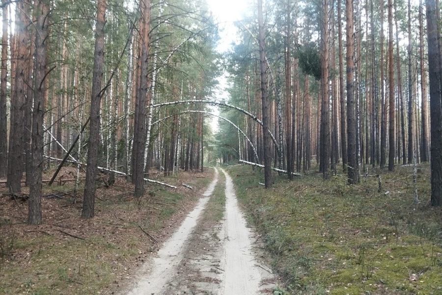 В лес под камерами: сеть видеонаблюдения в новосибирских лесах к концу года вырастет в ...