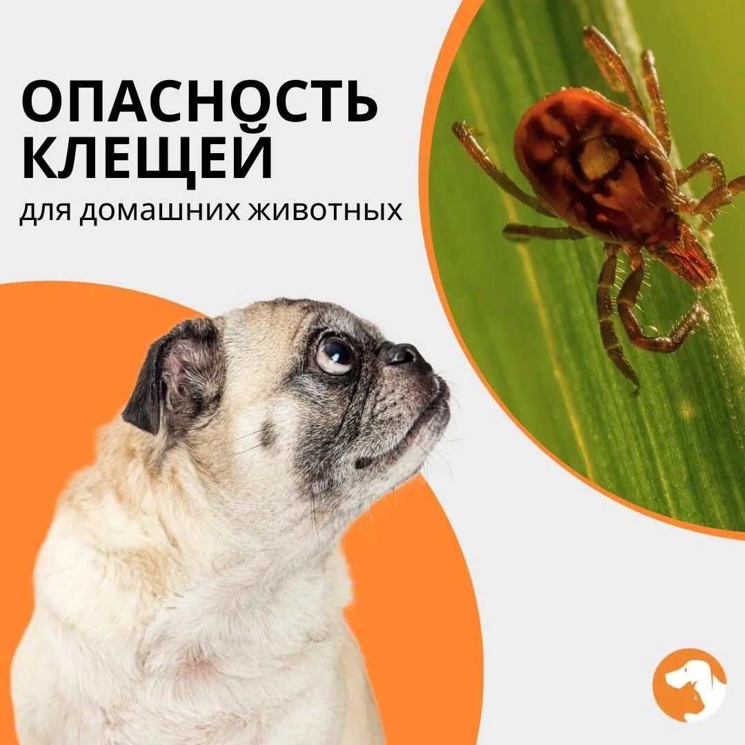 Как защитить питомца от клещей, чтобы провести время на природе с удовольствием и без последствий
Ср