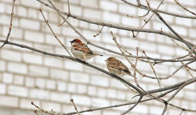 🐦‍⬛ Тверская область вошла в пятерку регионов по числу наблюдателей за птицами