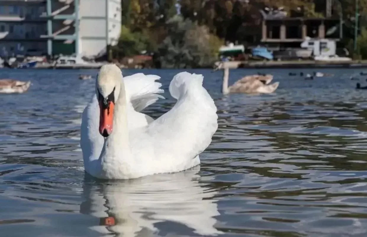 🦢 В Севастополь на зимовку прилетели лебеди