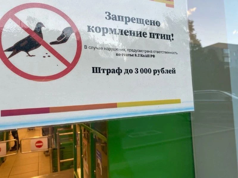 🕊️ В Архангельске запретили кормить голубей у магазина.