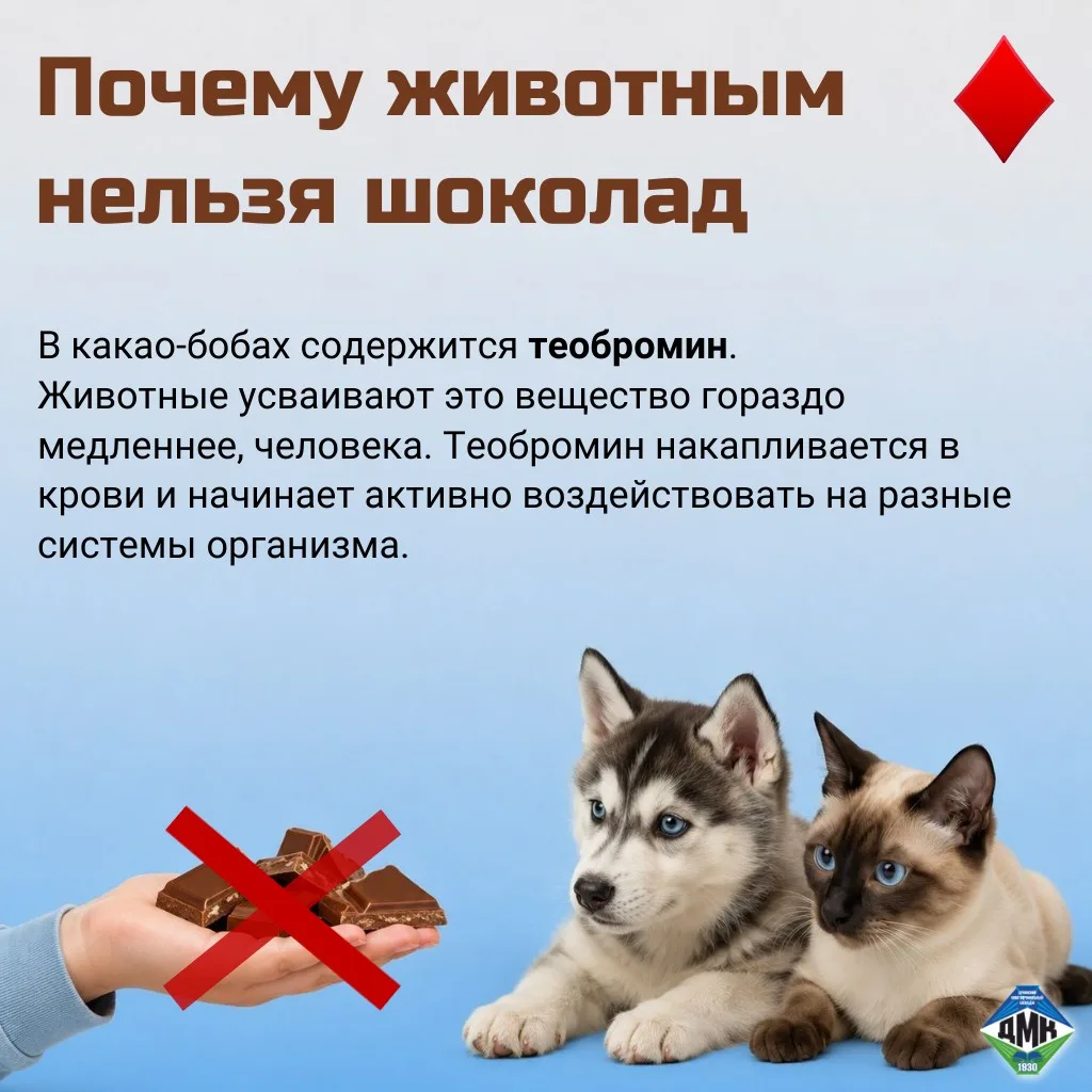 Сладкая опасность: почему шоколад - не лакомство для питомцев.

11 июля в мире отмечают День шоколад