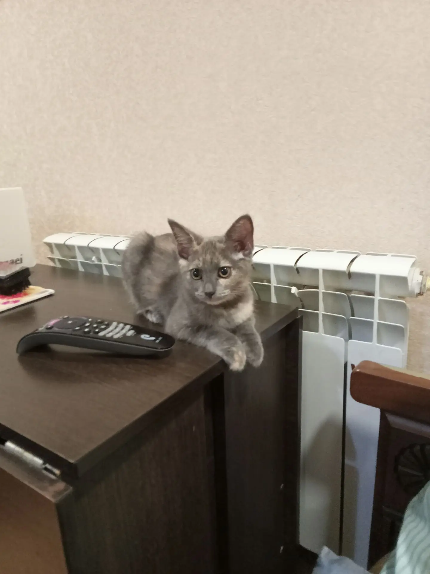 Отдадим кошечку в добрые руки.лоток знает, кушает все.ласковая,добрая.