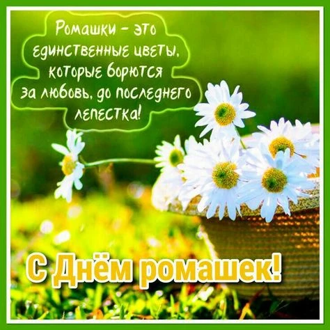 День ромашек в России отмечается ежегодно 24 июня.                                                  