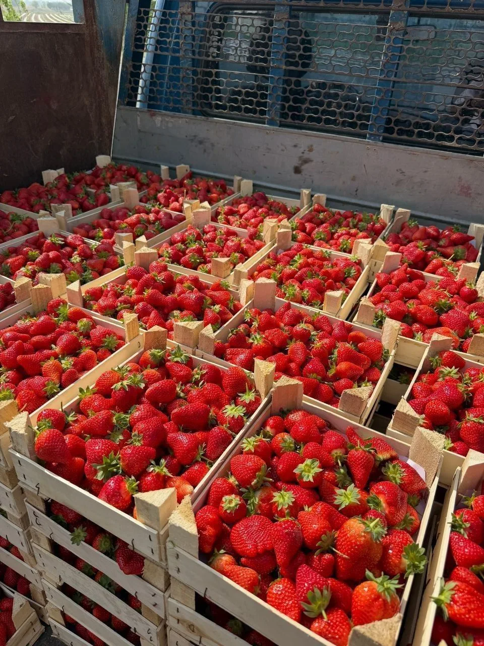 Шеф, Сезон везет сочную клубнику, черешню, манго в Ярославль!🍓🍒🥭  Поставка и выдача:  предварительно