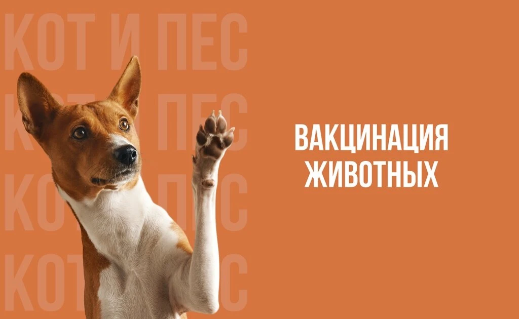 📅График проведения бесплатной, ежегодной, профилактической вакцинации домашних животны...