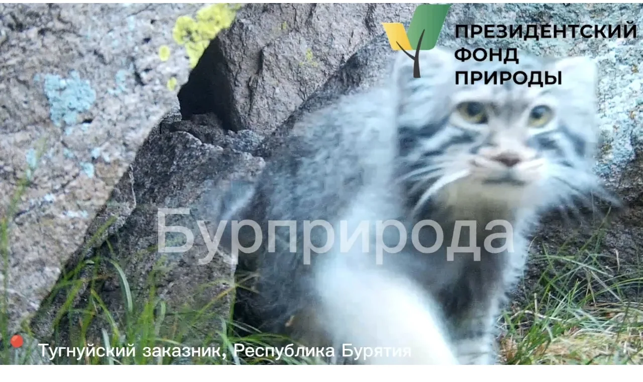 Все вы смотрели нашу историю с кадрами разных животных с фотоловушек в Тугнуйском заказ...