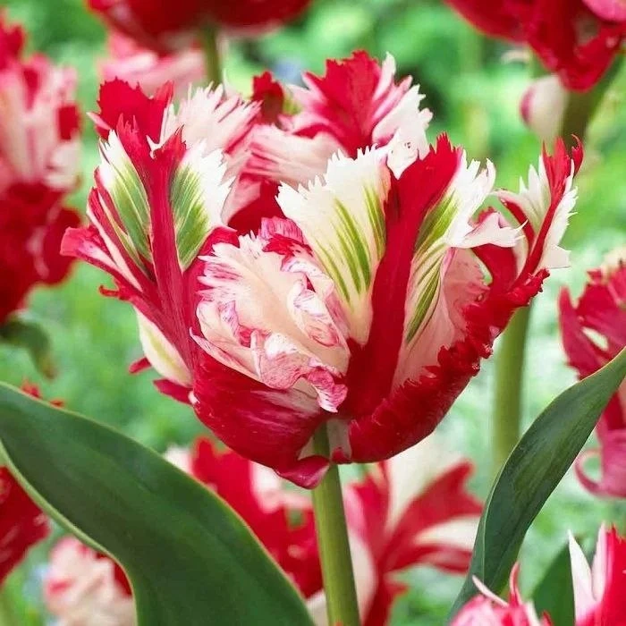 Встречайте ослепительную коллекцию тюльпанов! 🌷