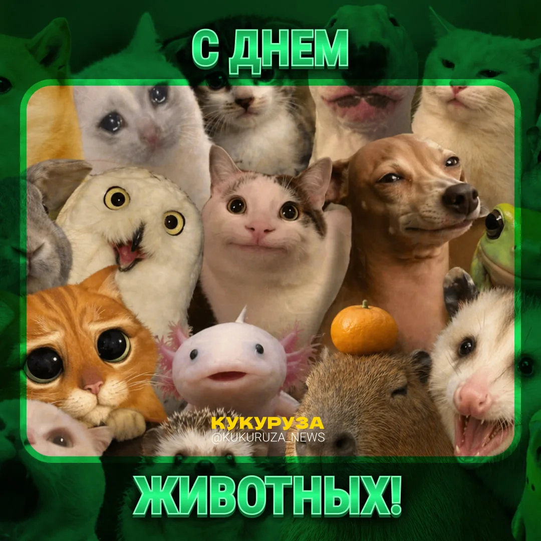 С днем животных!   Расскажите, с каким питомцем живете вы. Это котик или собачка? А, может, это насе