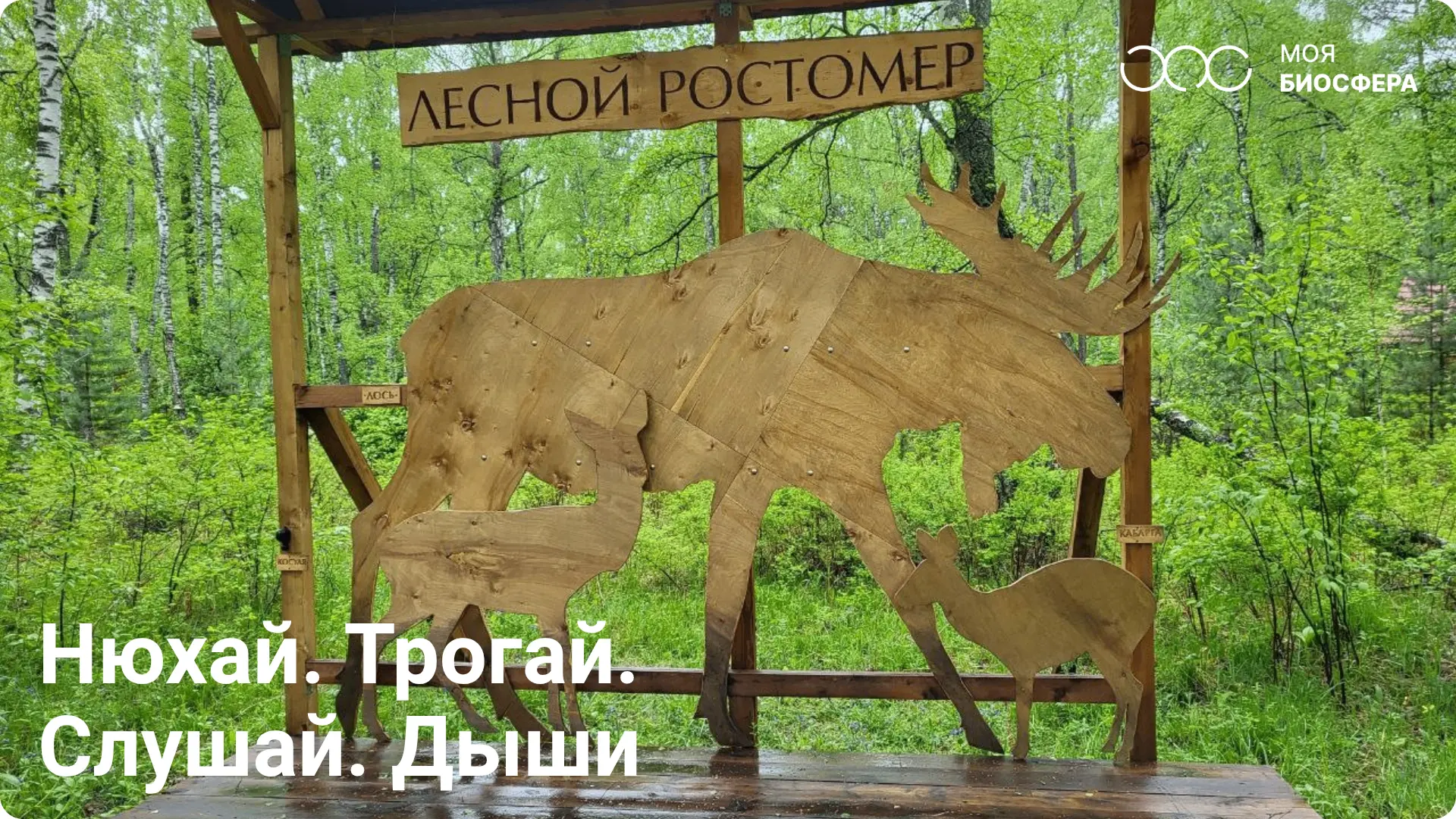 🌿 Прогулка с секретами и загадками