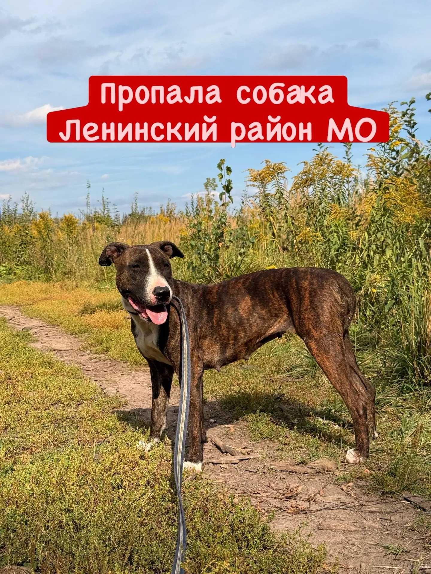 ПРОПАЛА СОБАКА‼️Ленинский район МО‼️