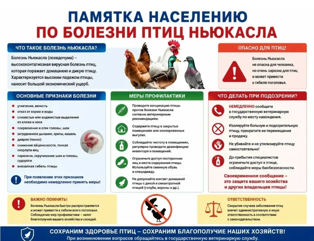 Болезнь Ньюкасла и человек