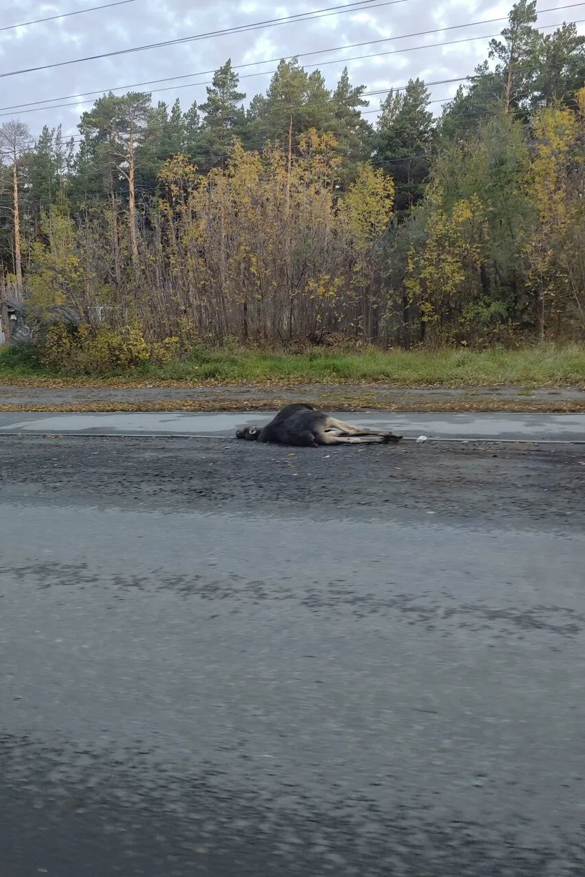 В Новосибирске лось погиб под колесами автомобиля