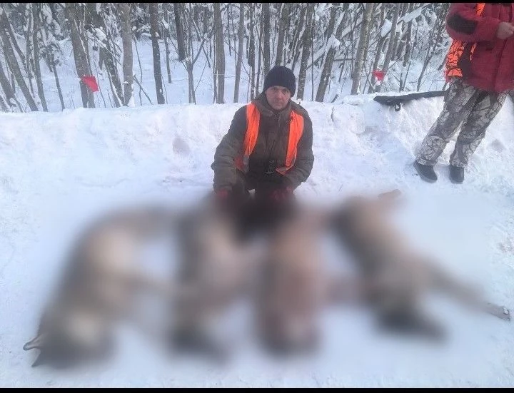 Серый хищник под прицелом: итоги сезона охоты на волка в регионе
