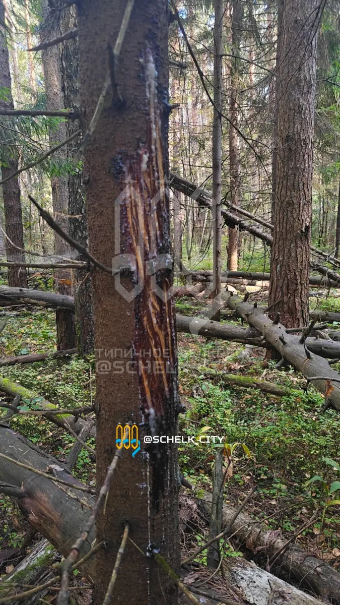 В лесу у озера Леданово на деревьях заметили следы крупного животного 🌲