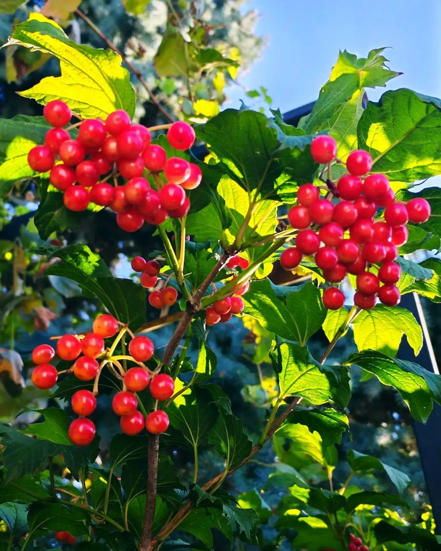 🌿☀️Доброе утро! С последним днем лета...                                              ...