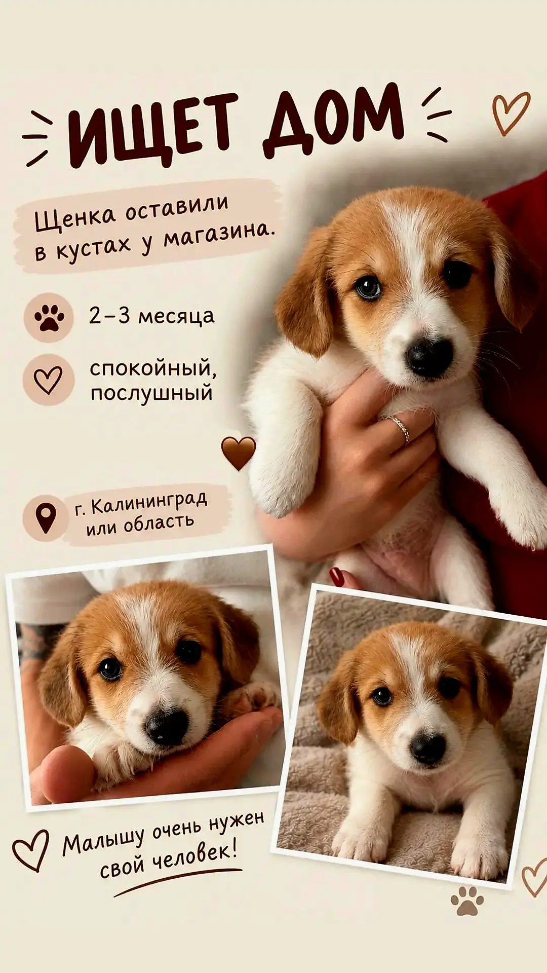 Может кому нужен друг? Выкинули из машины на дорогу.