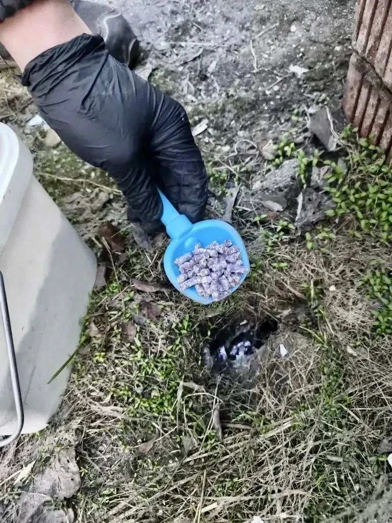 🐀 Весенняя дератизация ведется в Мурманске