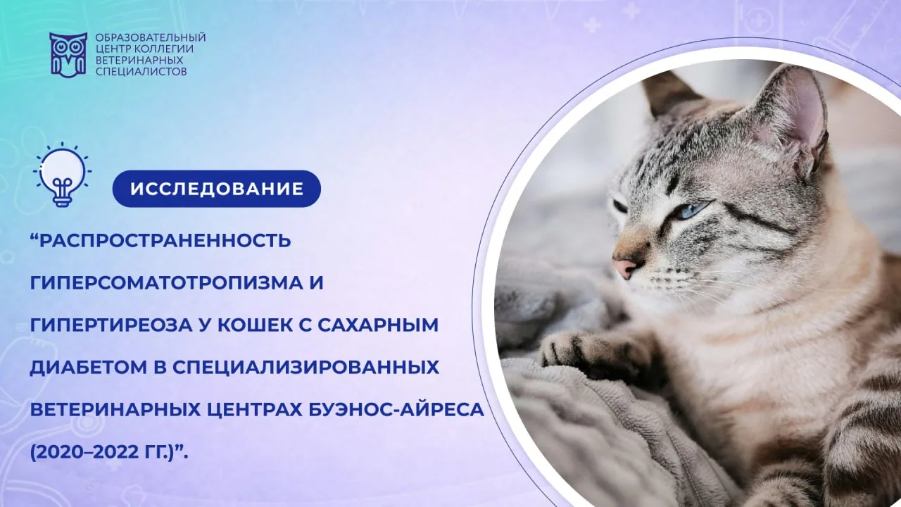 Насколько часто у кошек с сахарным диабетом встречаются гиперсоматотропизм и гипертиреоз?/