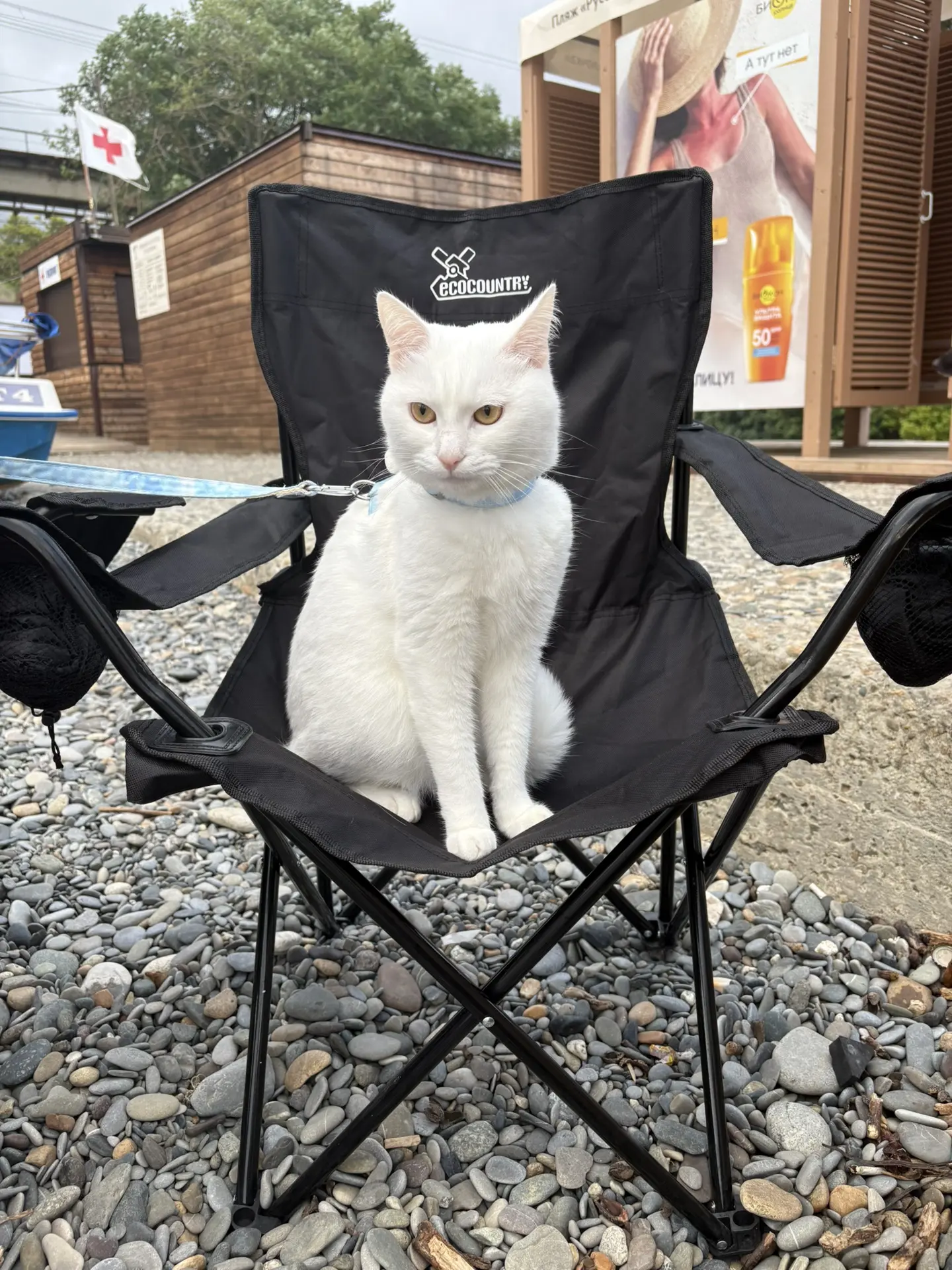 Котэ ,наблюдающий за волнами -тоже турист🐈😻

📲 Подпишись на Куда пойти в Сочи