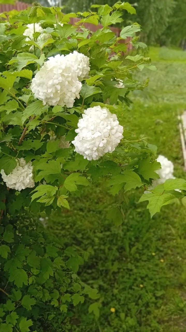О погоде на ближайшие дни.