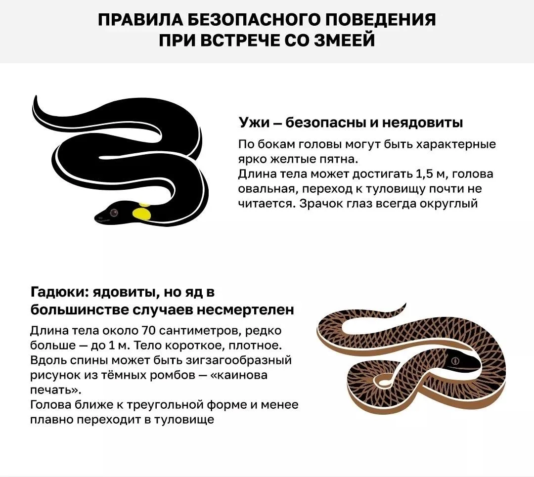 🐍Увидел змею в траве?