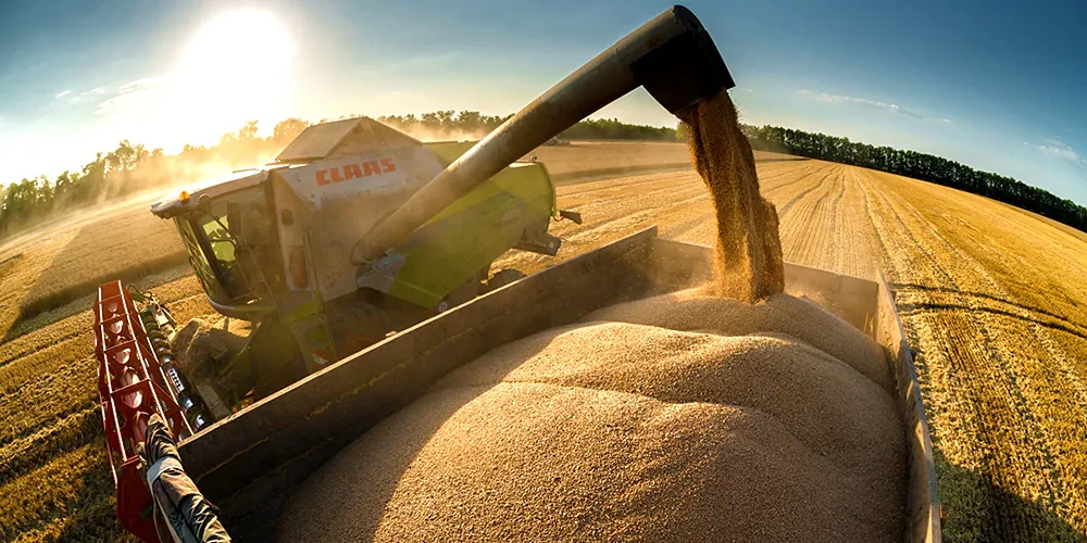 Экспорт пшеницы вырос в 16 раз 🌾