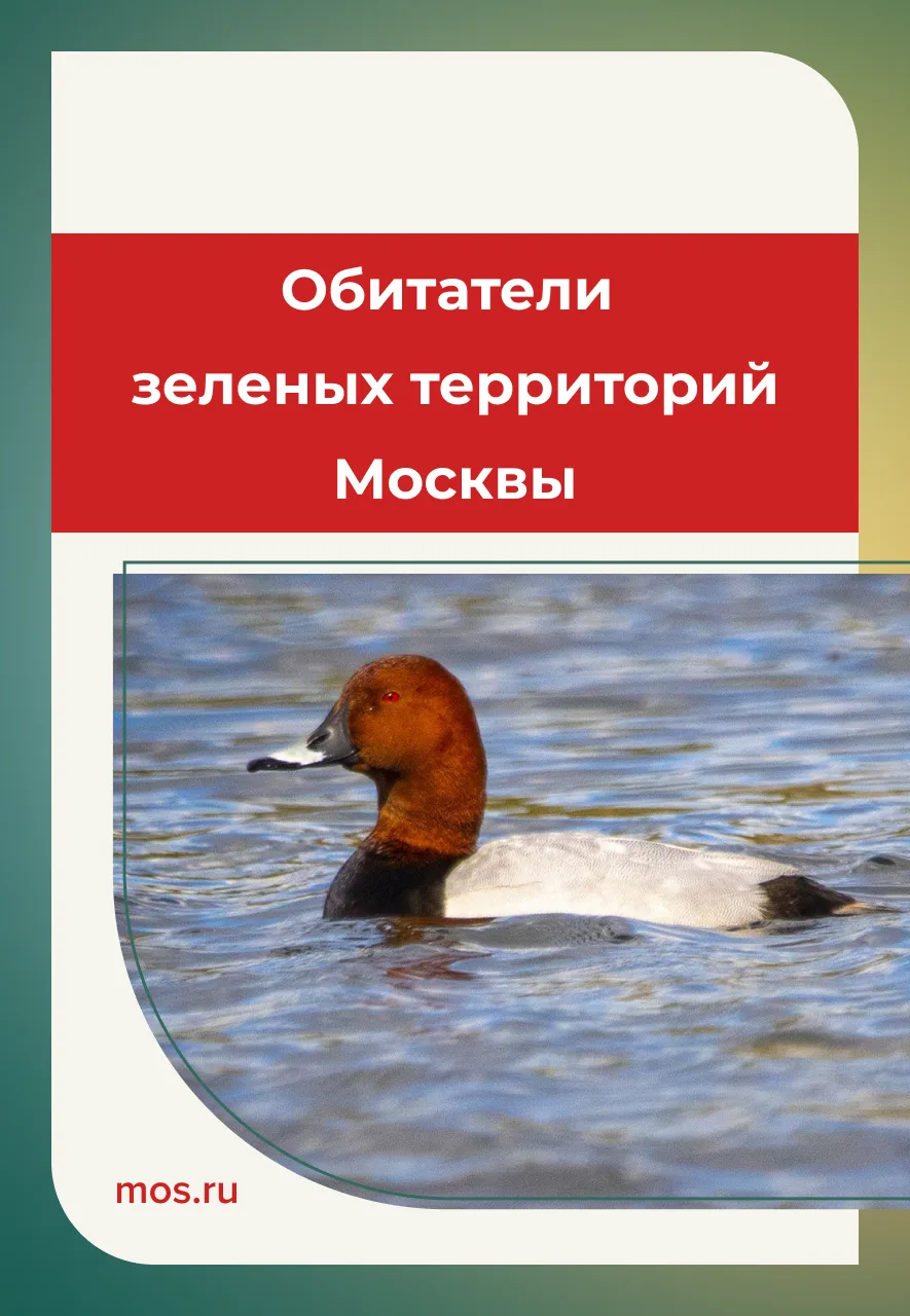 ❗️Летом в столичных парках и заказниках у животных продолжается сезон размножения.
