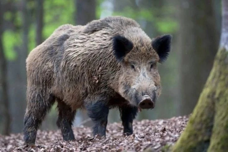 🐾 За двух убитых кабанов житель Марковки заплатит 300 тысяч рублей