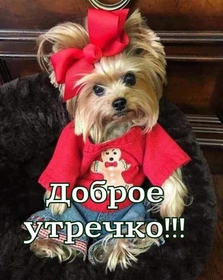 МАЛЬТИ💕ПУШКИ передают всем мурчащее и виляющее доброе утро!