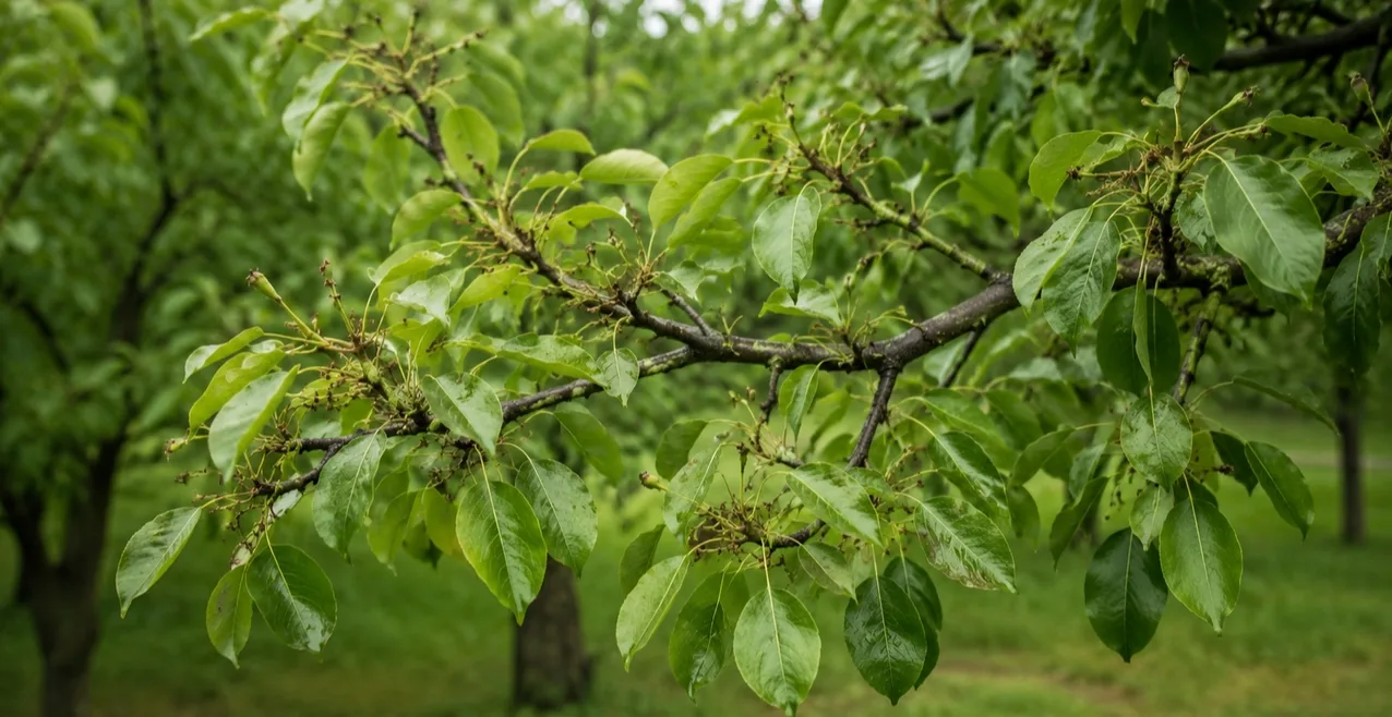 🍐 Почему груша не плодоносит?