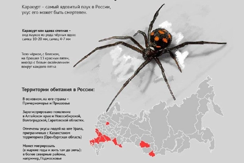 Смертельно опасные пауки каракуты распространяются по России — уже 14 пострадавших от и...