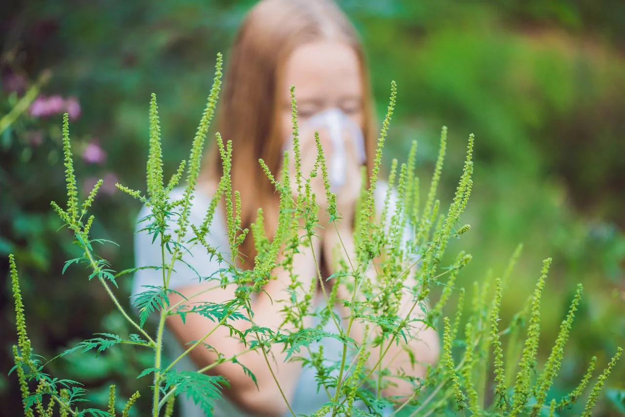 ВНИМАНИЕ АМБРОЗИЯ❗️

 
🌿Амброзия полыннолистная - один из самых вредоносных сорняков и опаснейших а