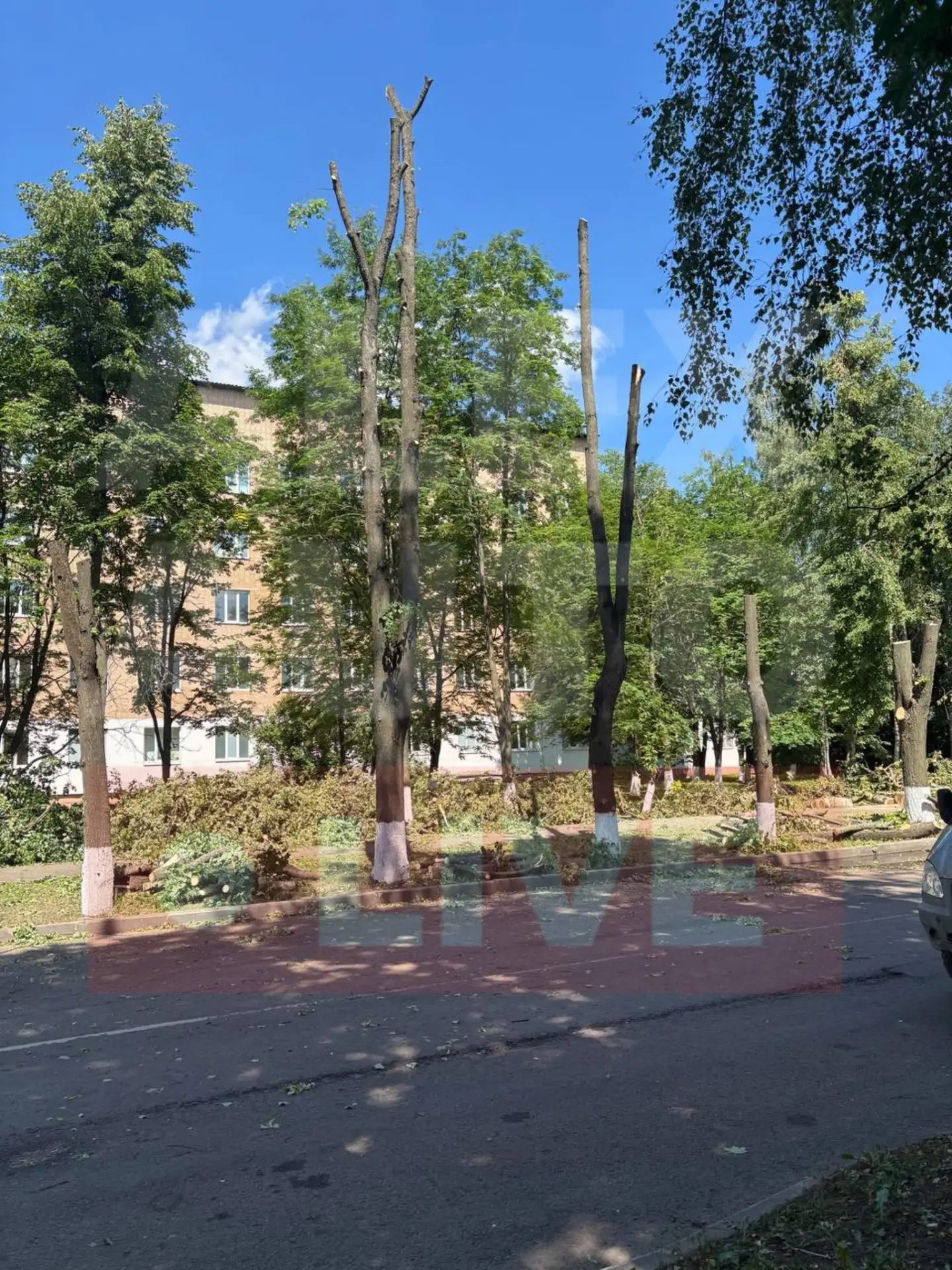 Добрый день! Что за палки оставляют? Где деревья вот-вот упадут - не пилят. Эта аллея была более чем